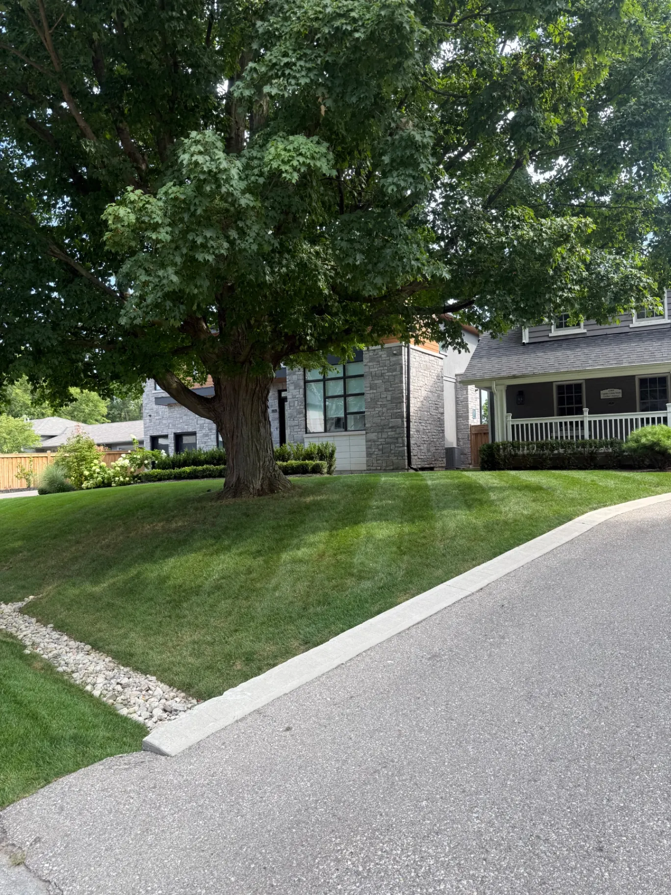 Manicured corner lot lawn with mature maple tree
