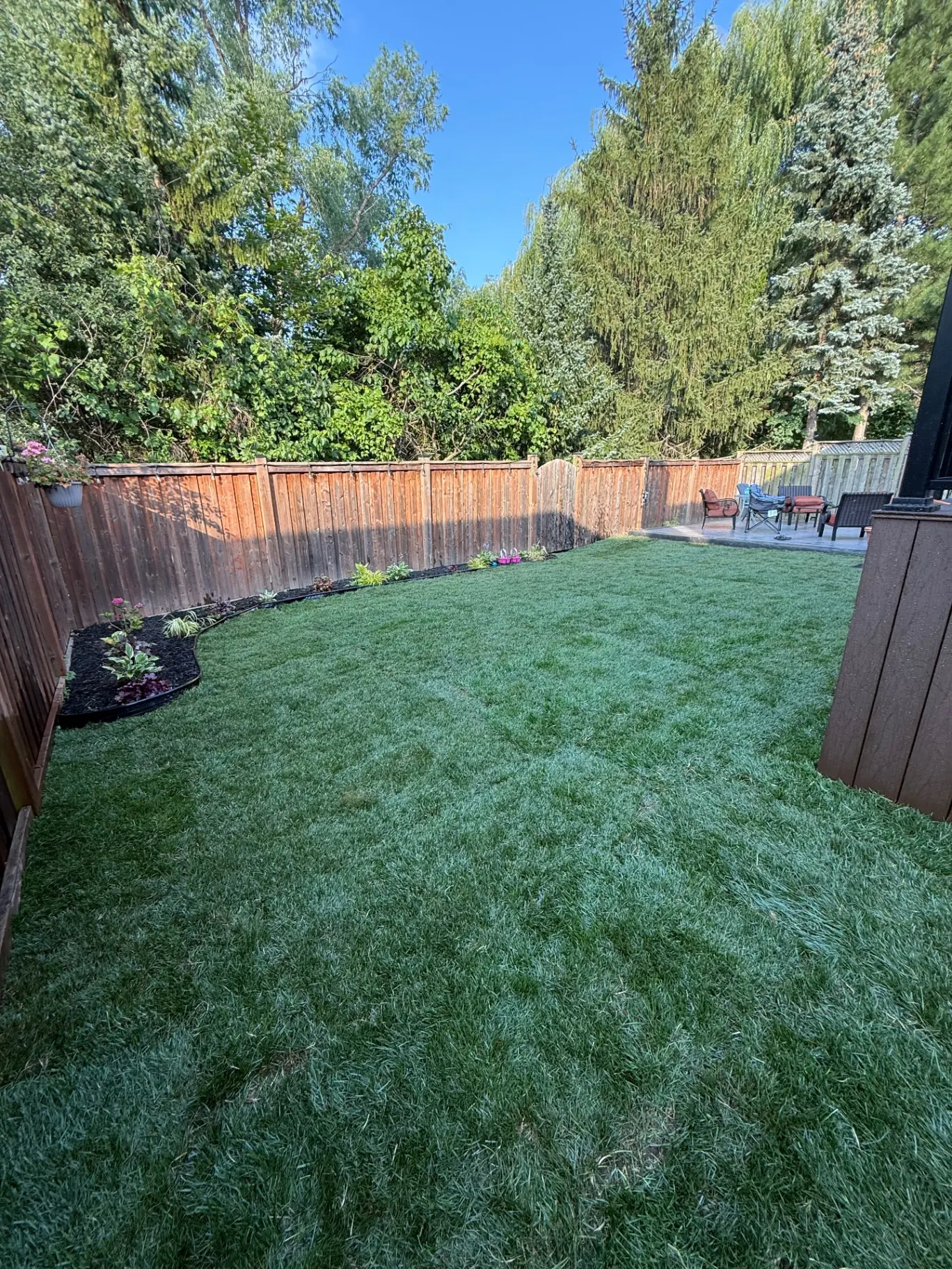 Freshly installed backyard sod with new garden beds