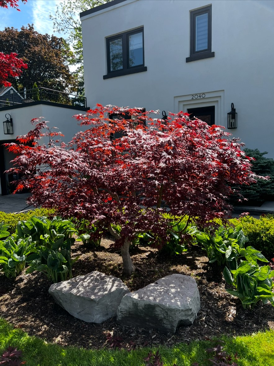 Japanese maple tree in a freshly maintained garden bed by CBR Property Care