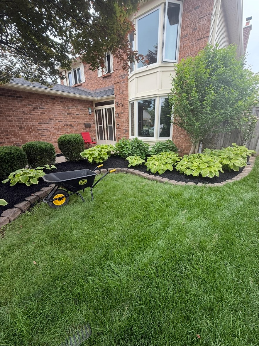 Fresh black mulch spread around hostas and shrubs with a wheelbarrow on the front lawn