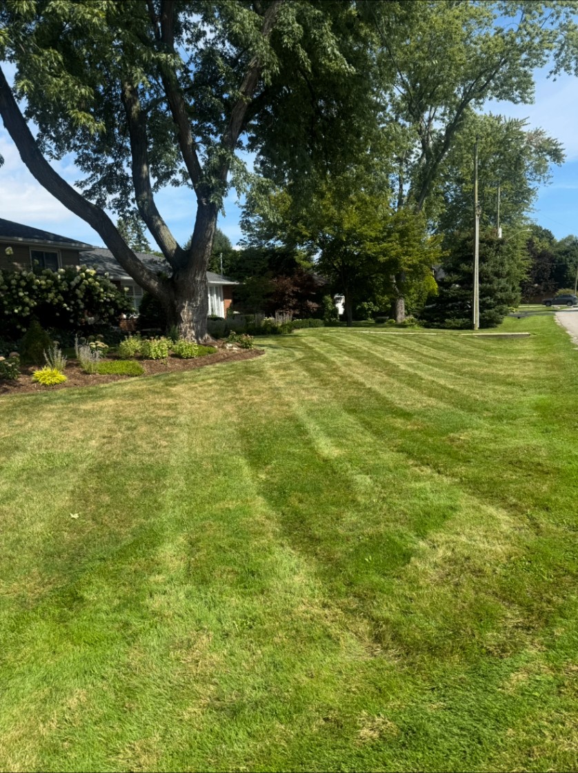Wide striped lawn beneath a mature shade tree