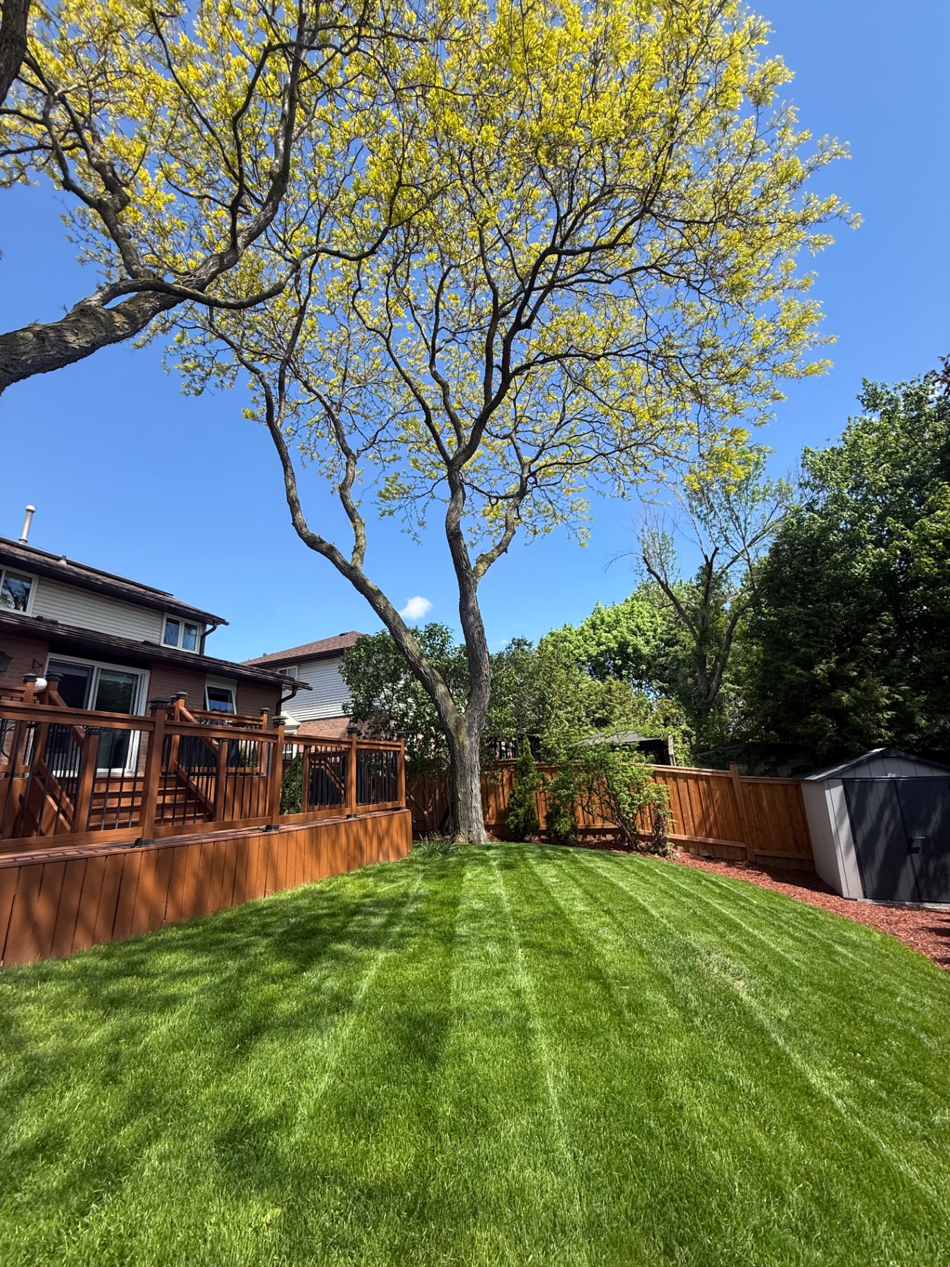 Freshly striped backyard lawn by CBR Property Care