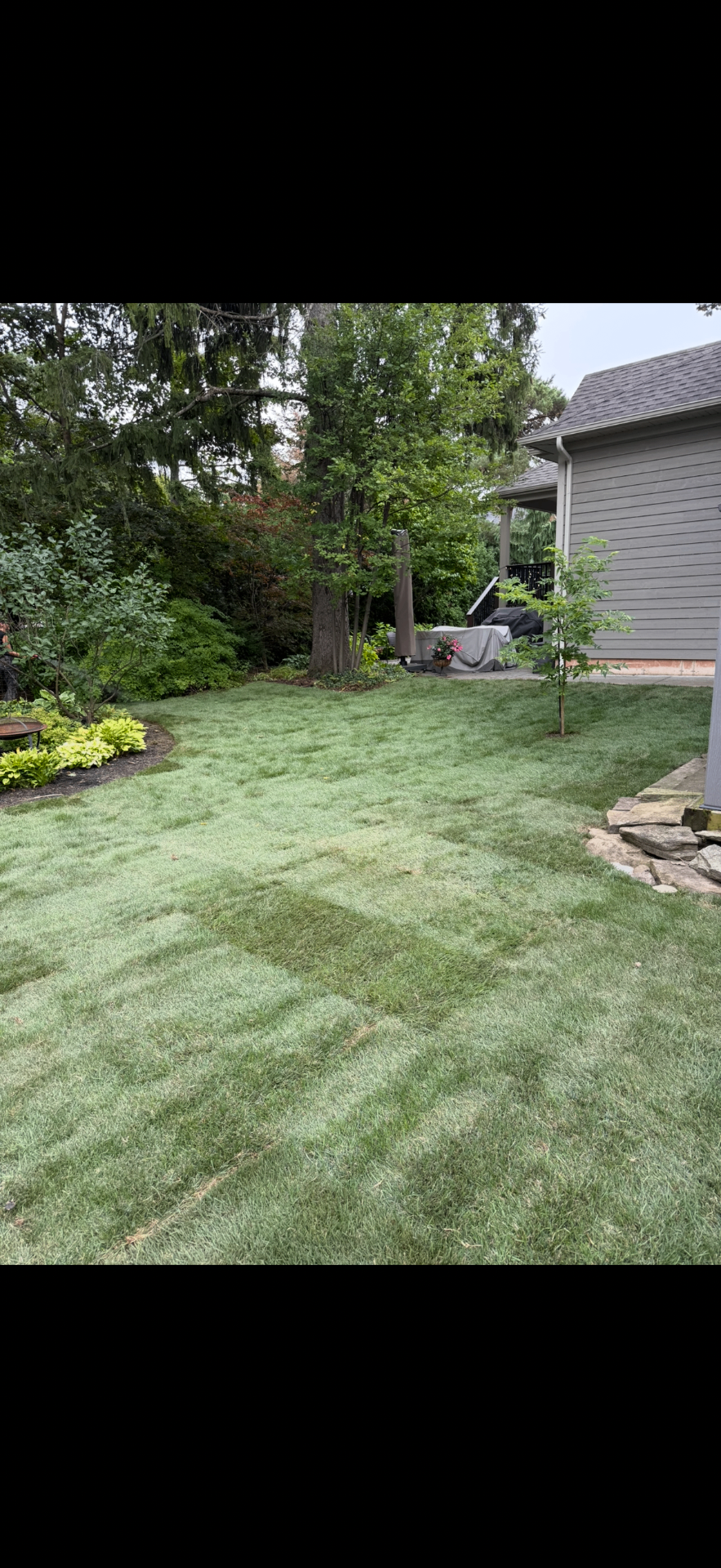 Freshly laid backyard sod with new sapling, hostas and patio beyond