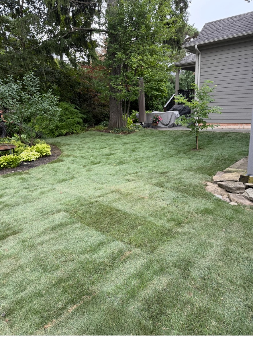 Newly laid backyard sod with mature trees and garden bed