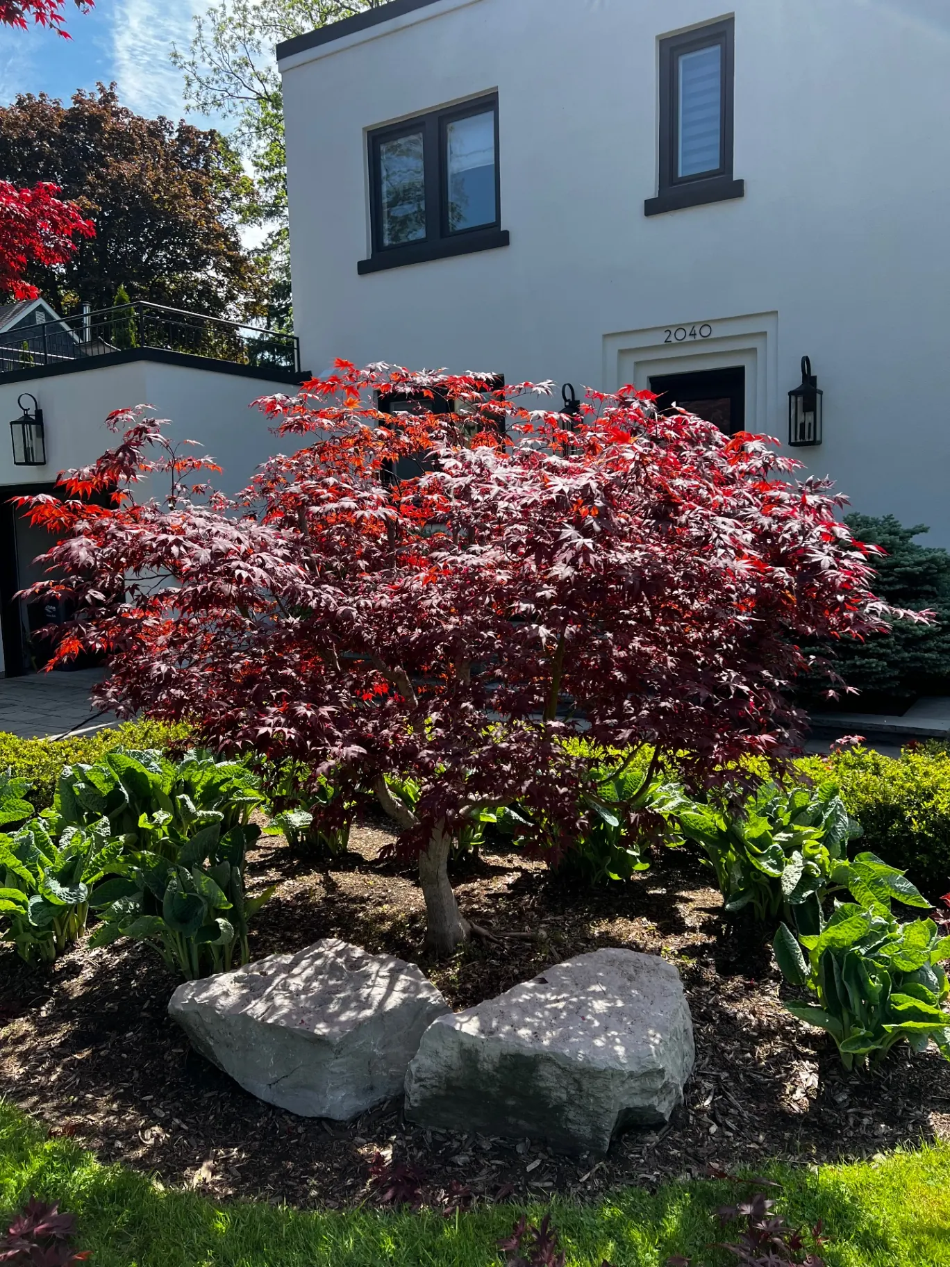 Japanese maple feature bed with armour stone and mulch