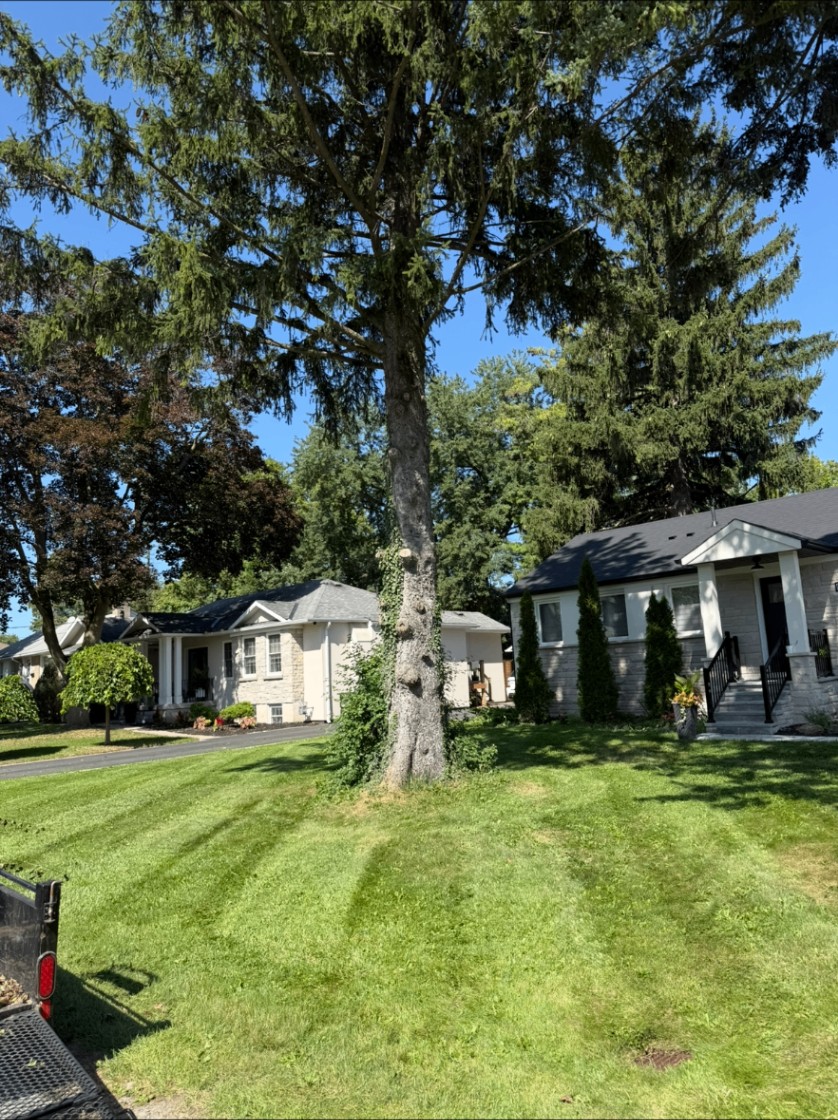 Freshly mowed front lawn around a large mature evergreen